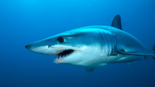 The Fastest Sharks in the Ocean: Speed Demons of the Deep
