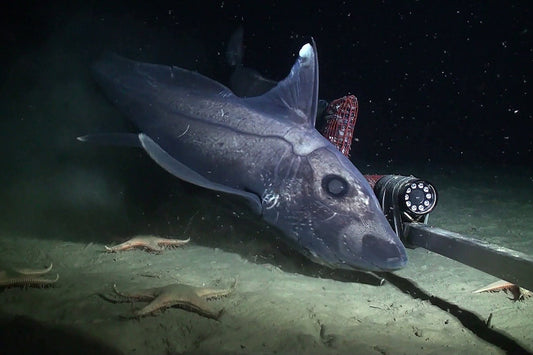 The Deep-Sea Sharks: Mysterious Predators of the Ocean’s Twilight Zone