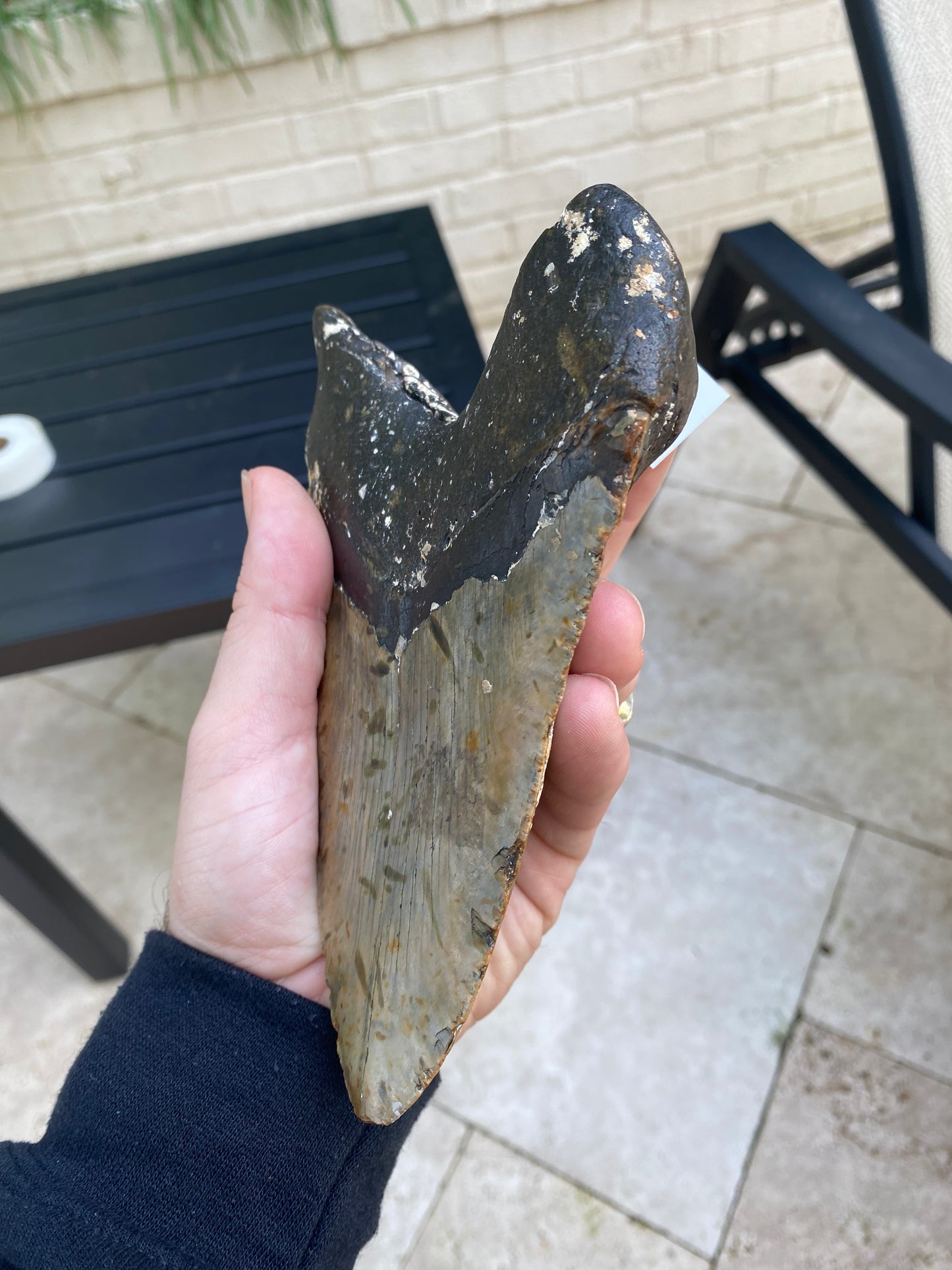 6.60 Inch Megalodon Tooth