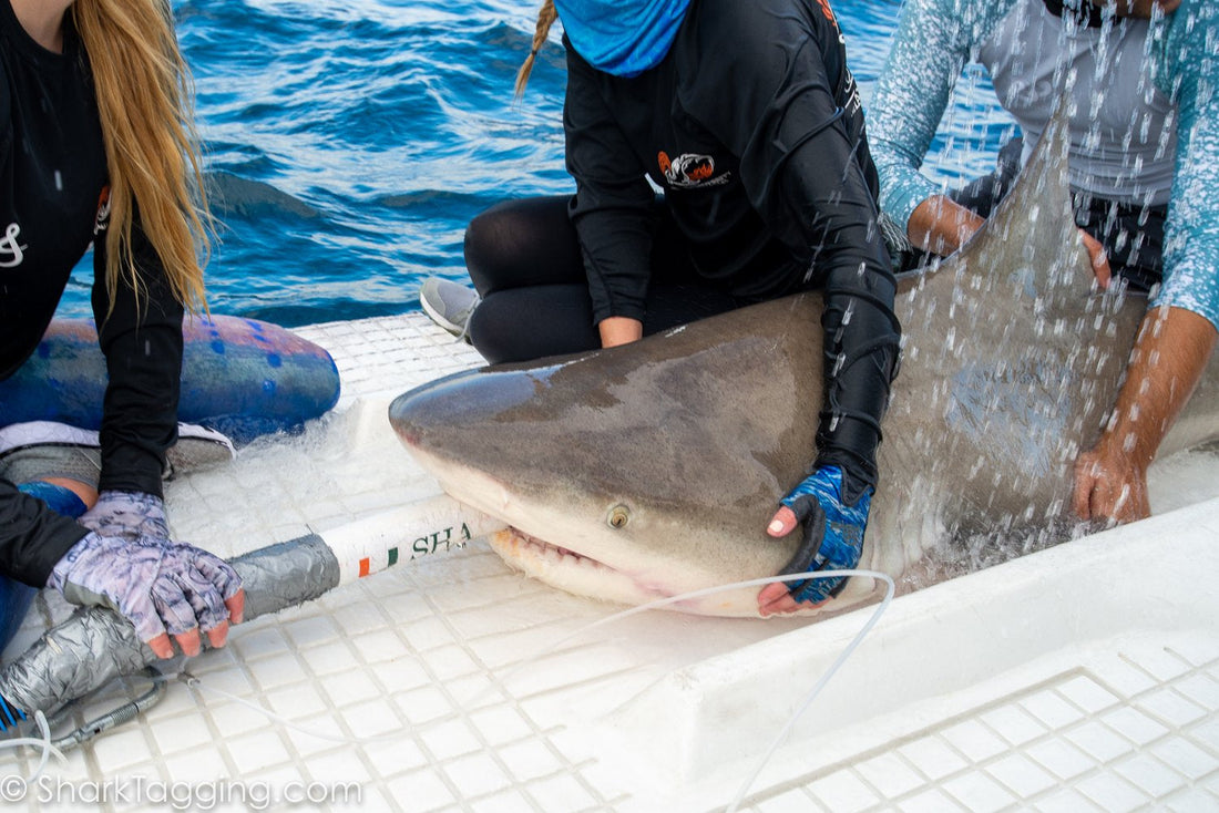 Shark Conservation: How You Can Help Save These Apex Predators