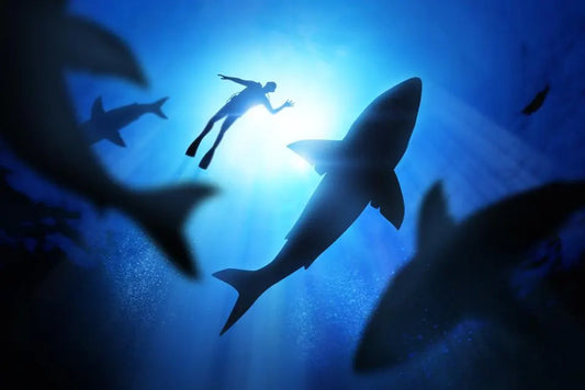 Shark Attacks: Myths, Facts, and How to Reduce the Risk