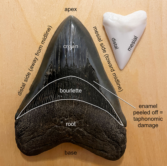 A quick guide to identifying Megalodon teeth