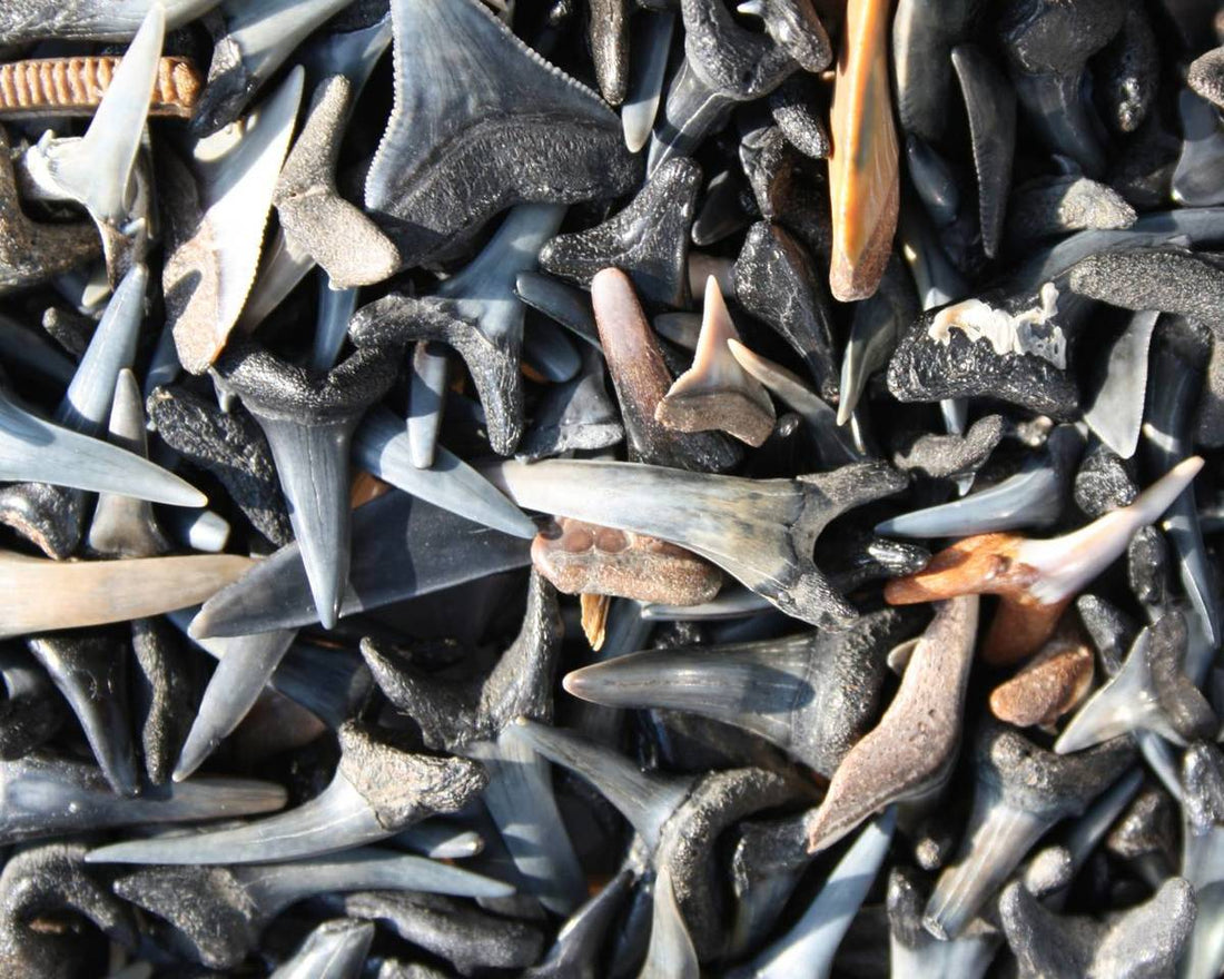 The History of Shark Teeth: What They Reveal About Prehistoric Oceans