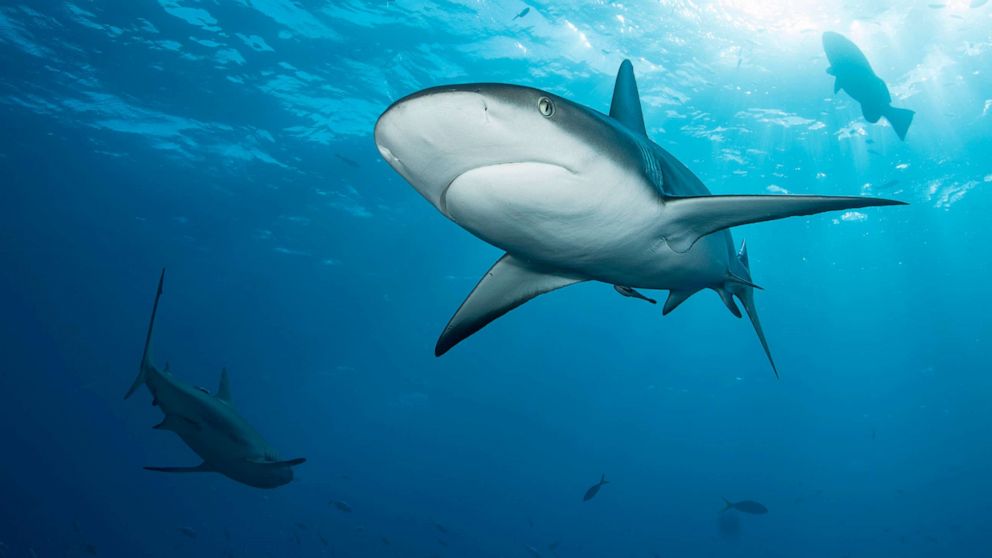 The Complex Social Behavior of Sharks: Solitary Predators or Cooperative Hunters?