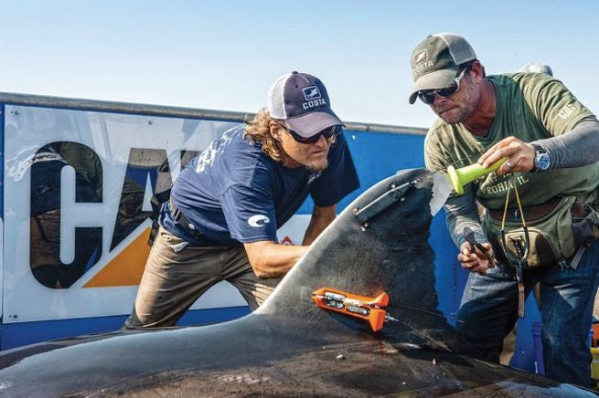 Shark Tagging and Tracking: The Role of Modern Technology in Shark Research
