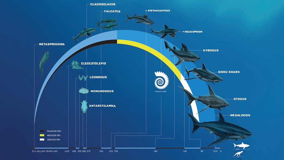 The Evolutionary Journey of Sharks: A Look at 450 Million Years of Adaptation