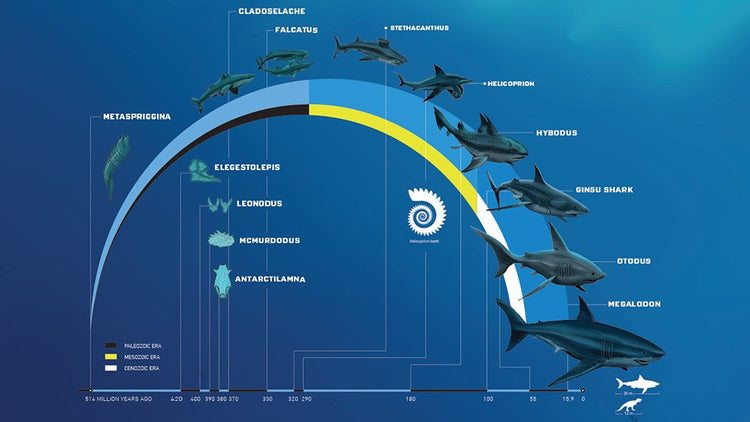 The Evolutionary Journey of Sharks: A Look at 450 Million Years of Ada