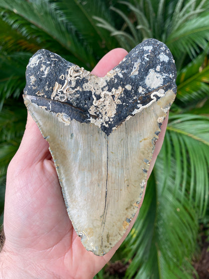 5.56 Inch Megalodon Tooth