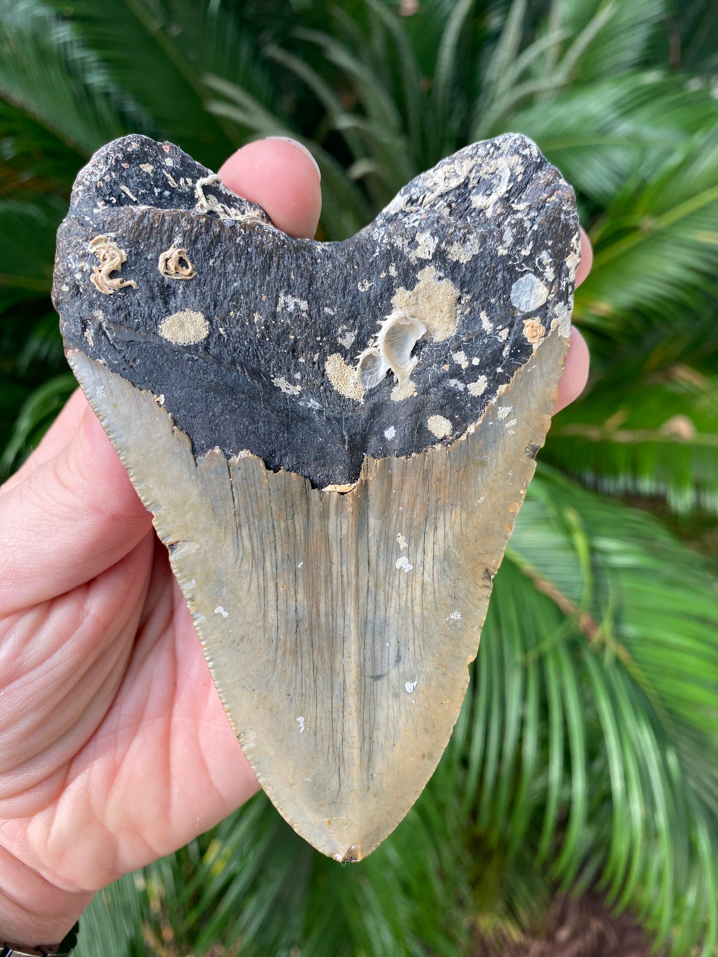 4.79 Inch Megalodon Tooth