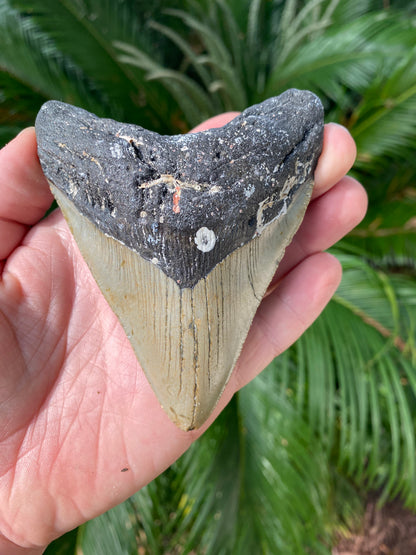 4.33 Inch Megalodon Tooth