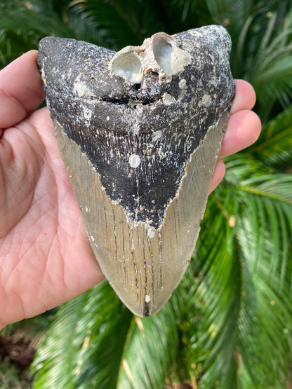 5.51 Inch Megalodon Tooth