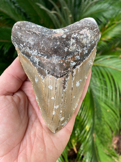 5.21 Inch Megalodon Tooth