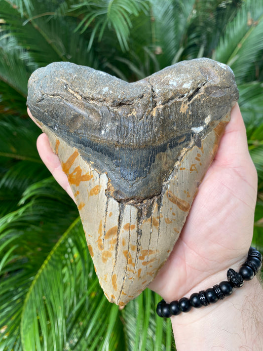6 Inch Megalodon Teeth – The Shark Tooth Company