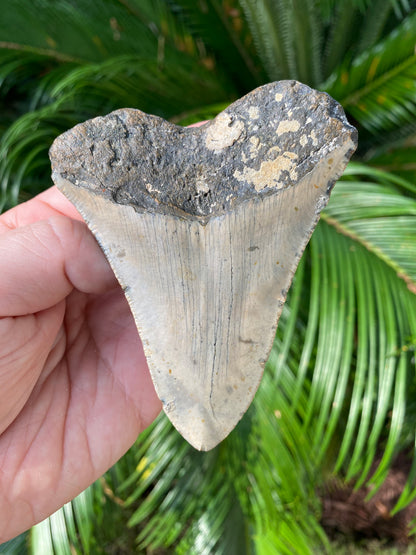 4.15 Inch Megalodon Tooth