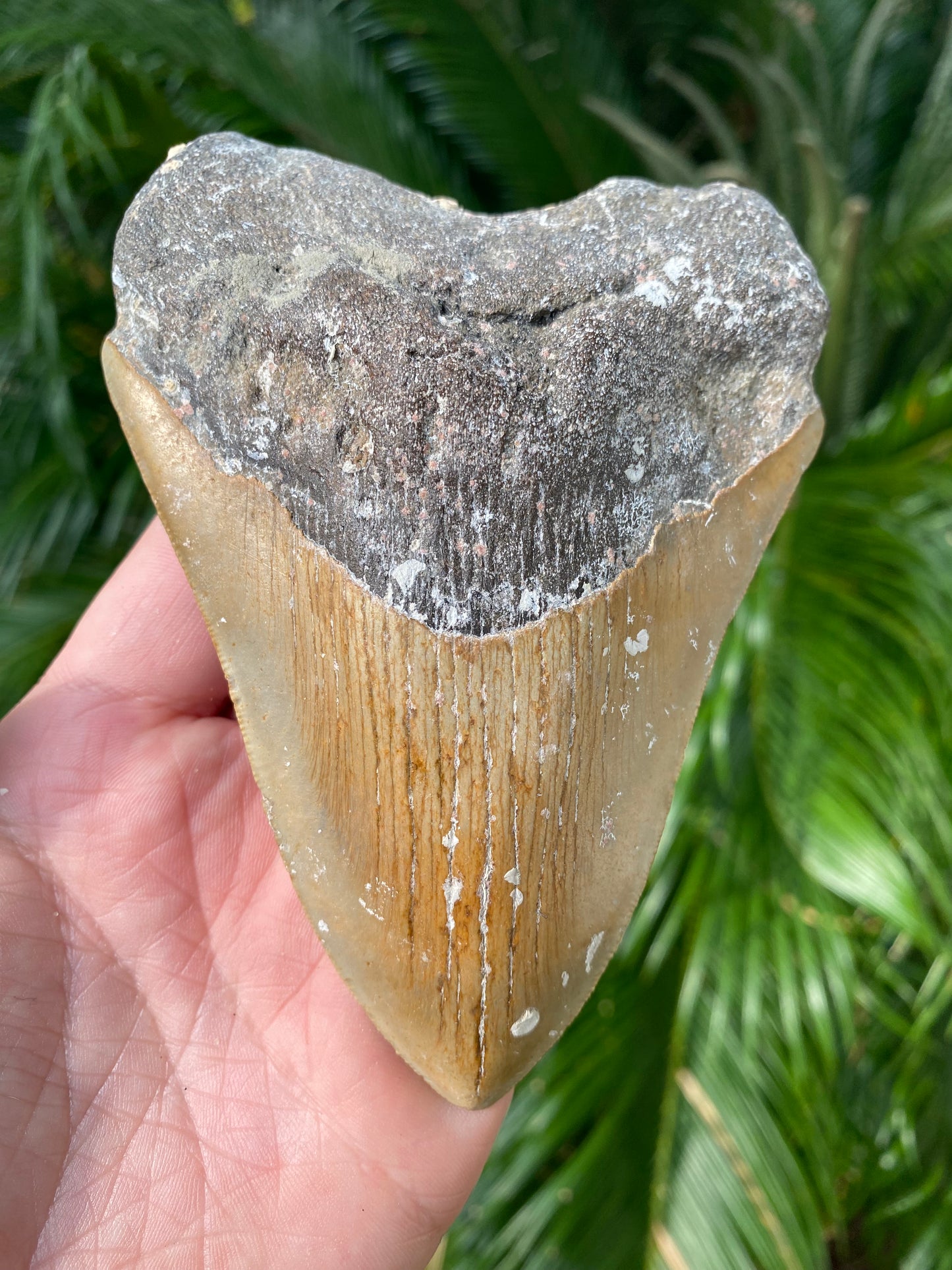 5.20 Inch Megalodon Tooth