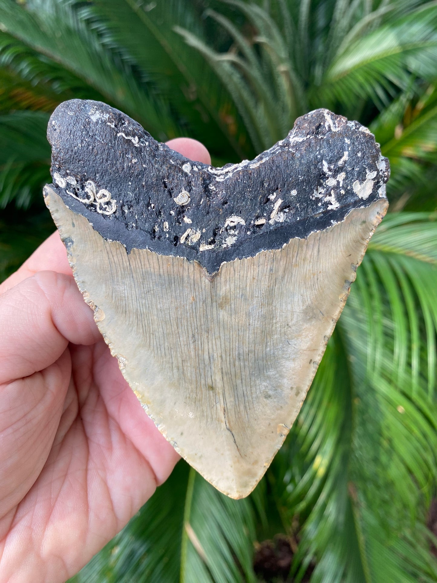 4.87 Inch Megalodon Tooth