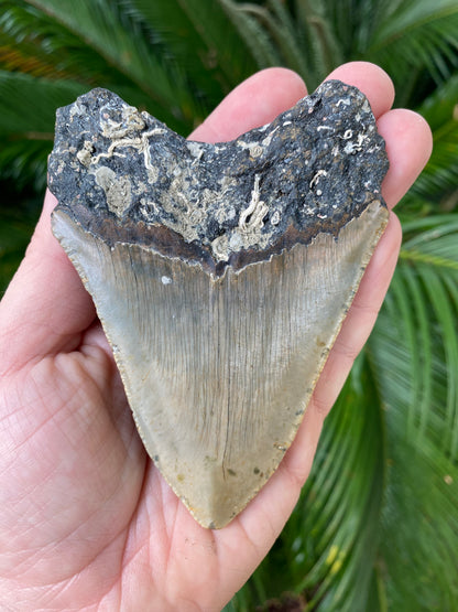 4.30 Inch Megalodon Tooth