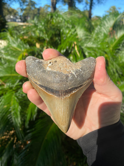 4.06 Inch Prehistoric Megalodon Sharks Tooth Fossil