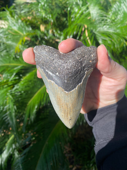 4.19 Inch Prehistoric Megalodon Sharks Tooth Fossil