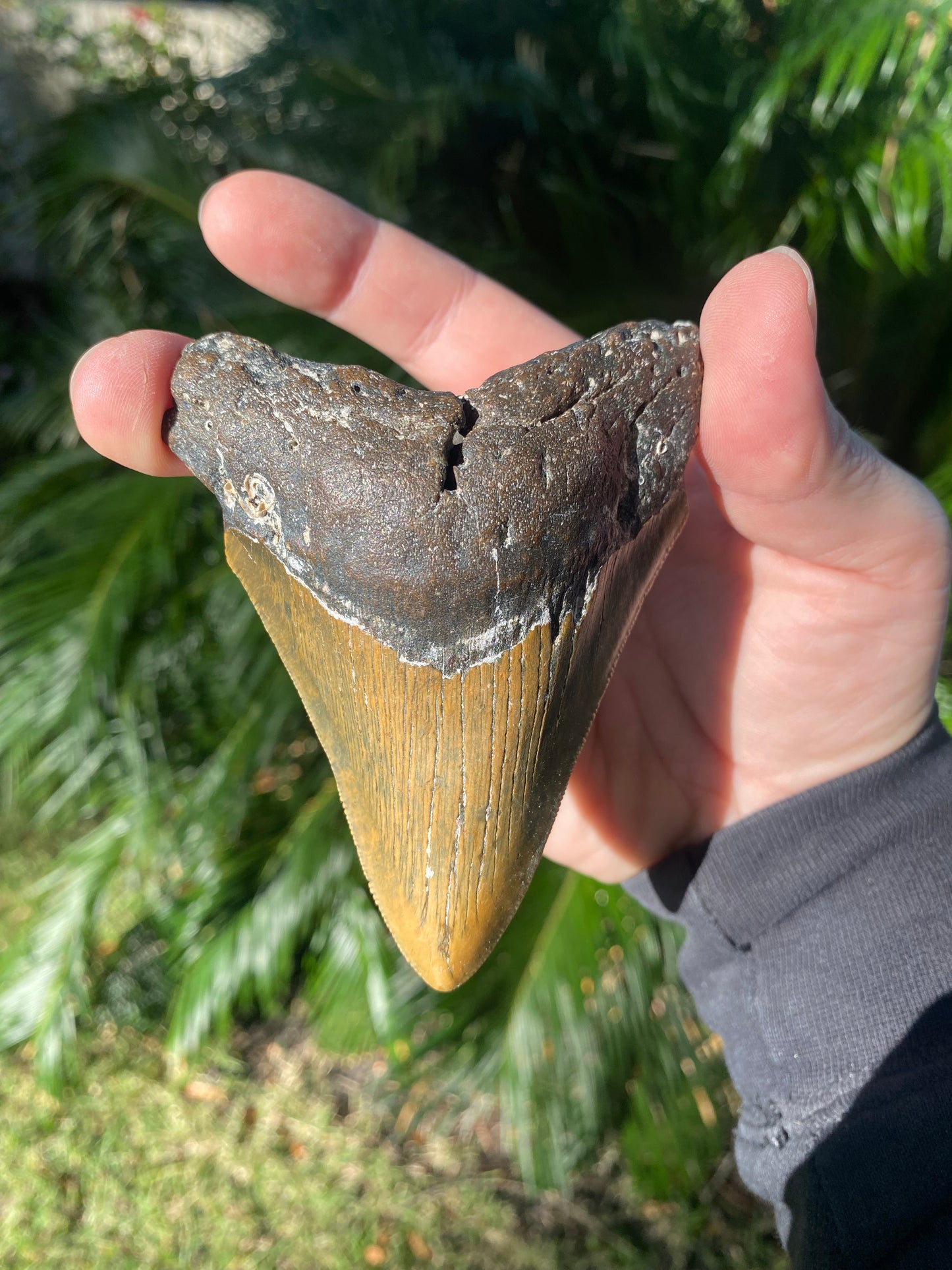 4.09 Inch Prehistoric Megalodon Sharks Tooth Fossil