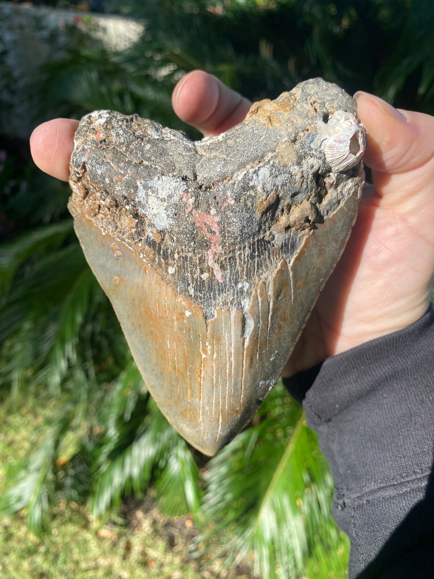 5.36 Inch Prehistoric Megalodon Sharks Tooth Fossil