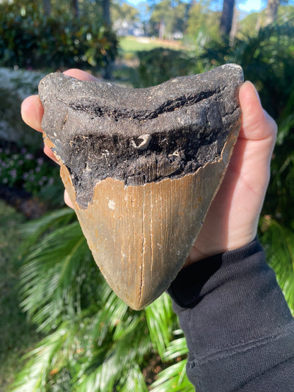 5.74 Inch Prehistoric Megalodon Sharks Tooth Fossil
