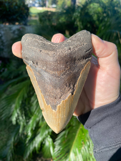 4.92 Inch Prehistoric Megalodon Sharks Tooth Fossil