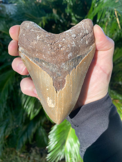 5.12 Inch Prehistoric Megalodon Sharks Tooth Fossil