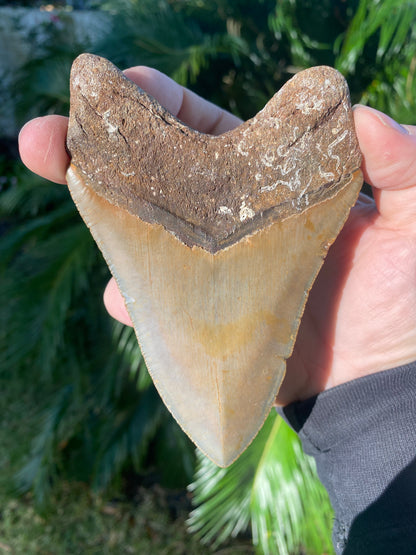 5.12 Inch Prehistoric Megalodon Sharks Tooth Fossil
