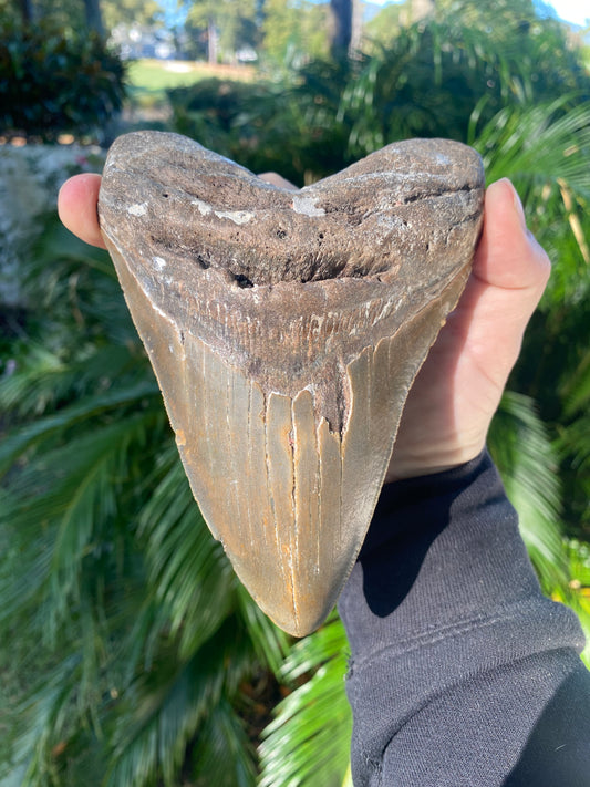 6 Inch Megalodon Teeth – The Shark Tooth Company
