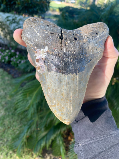 5.70 Inch Prehistoric Megalodon Sharks Tooth Fossil