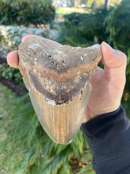 4.78 Inch Prehistoric Megalodon Sharks Tooth Fossil