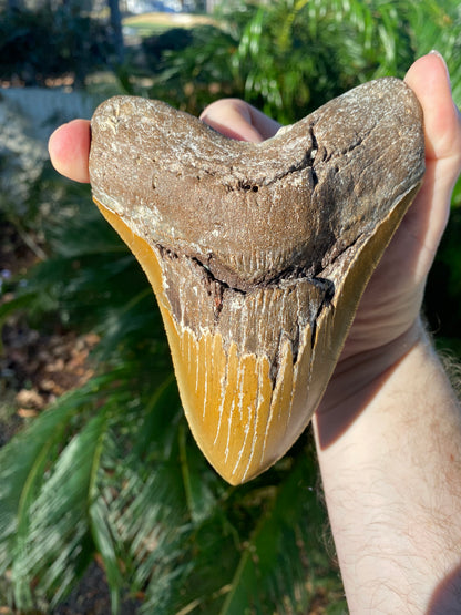 5.98 Inch Prehistoric Megalodon Sharks Tooth Fossil