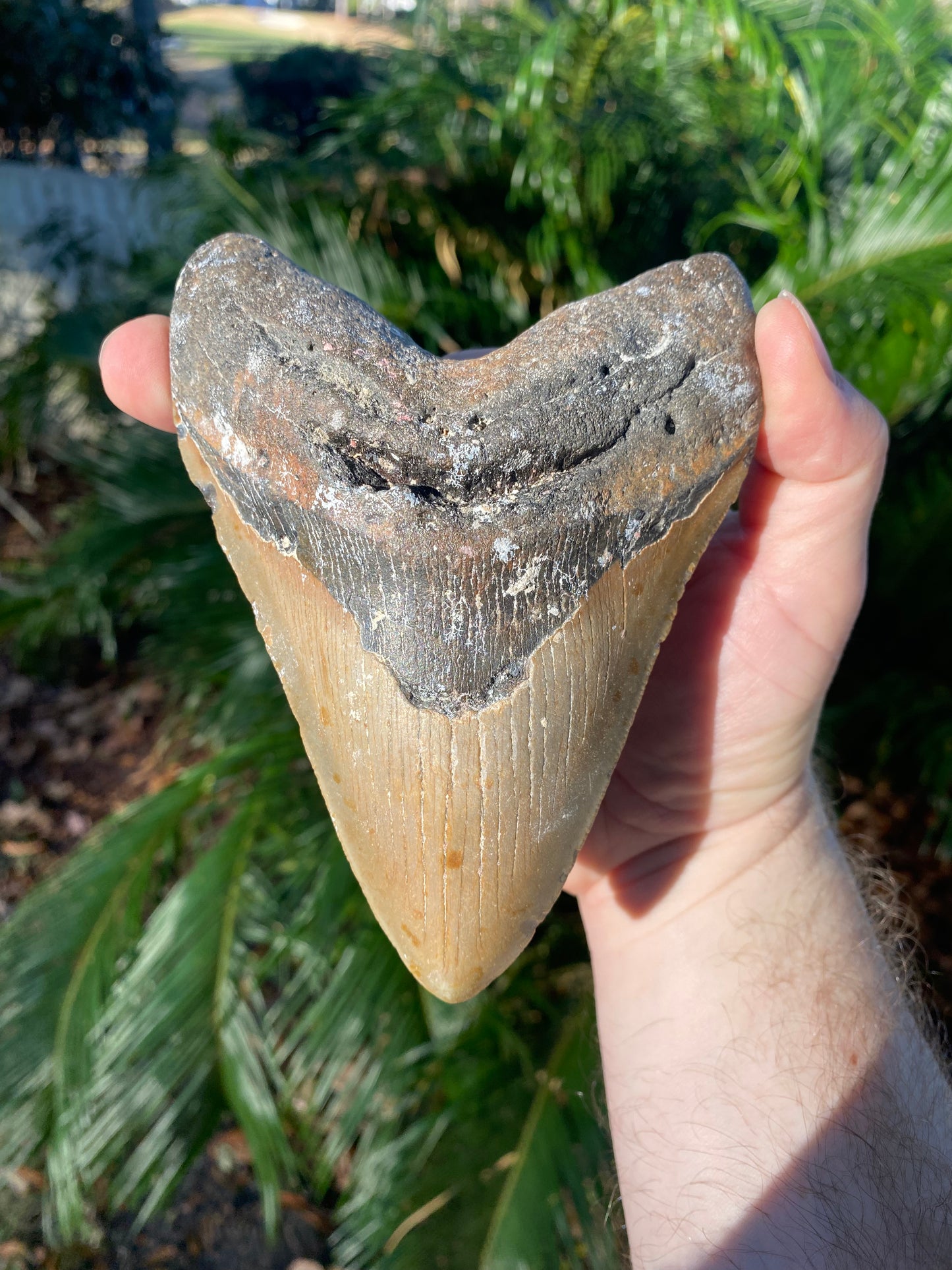 5.71 Inch Prehistoric Megalodon Sharks Tooth Fossil