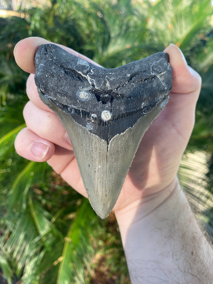 4.13 Inch Prehistoric Megalodon Sharks Tooth Fossil