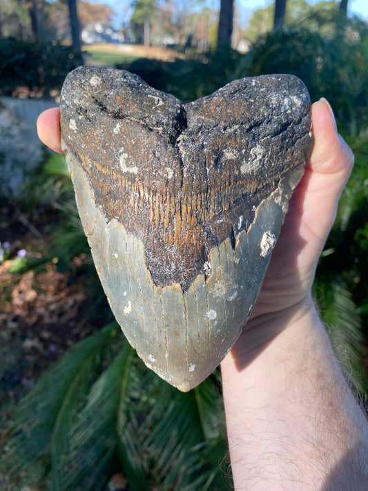6 Inch Megalodon Teeth – The Shark Tooth Company