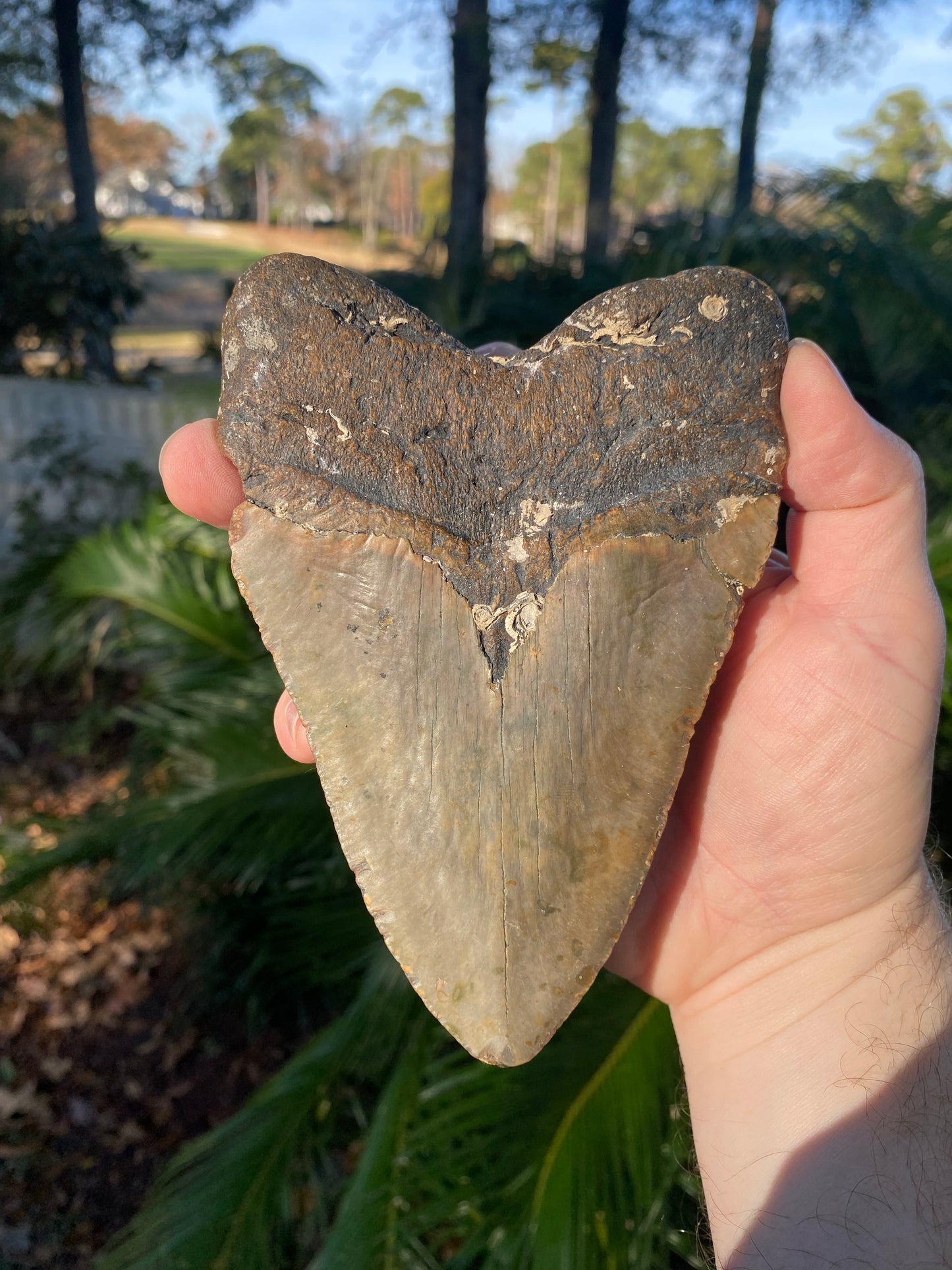 5.83 Inch Prehistoric Megalodon Sharks Tooth Fossil