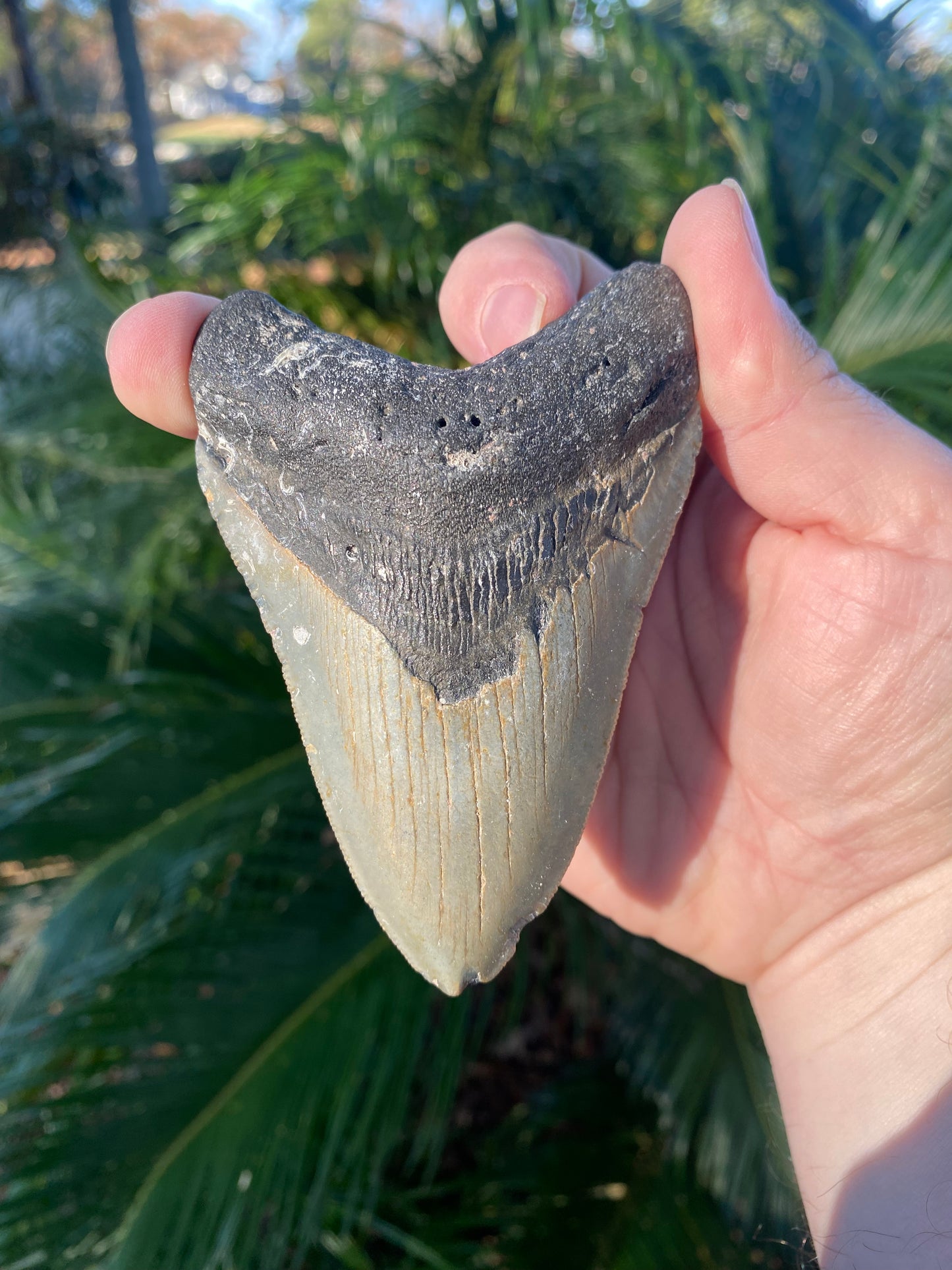 4.17 Inch Prehistoric Megalodon Sharks Tooth Fossil