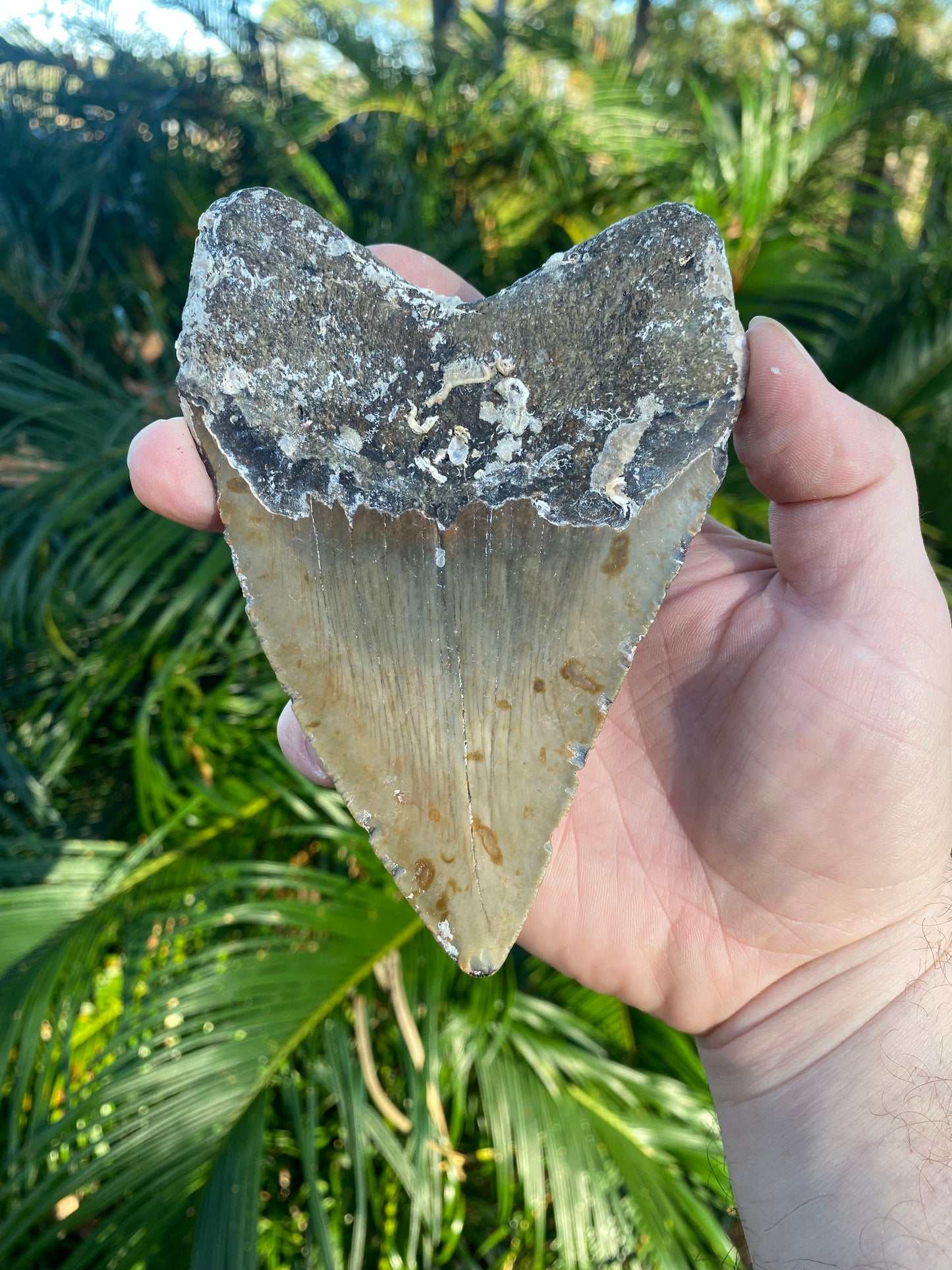 5.46 Inch Prehistoric Megalodon Sharks Tooth Fossil