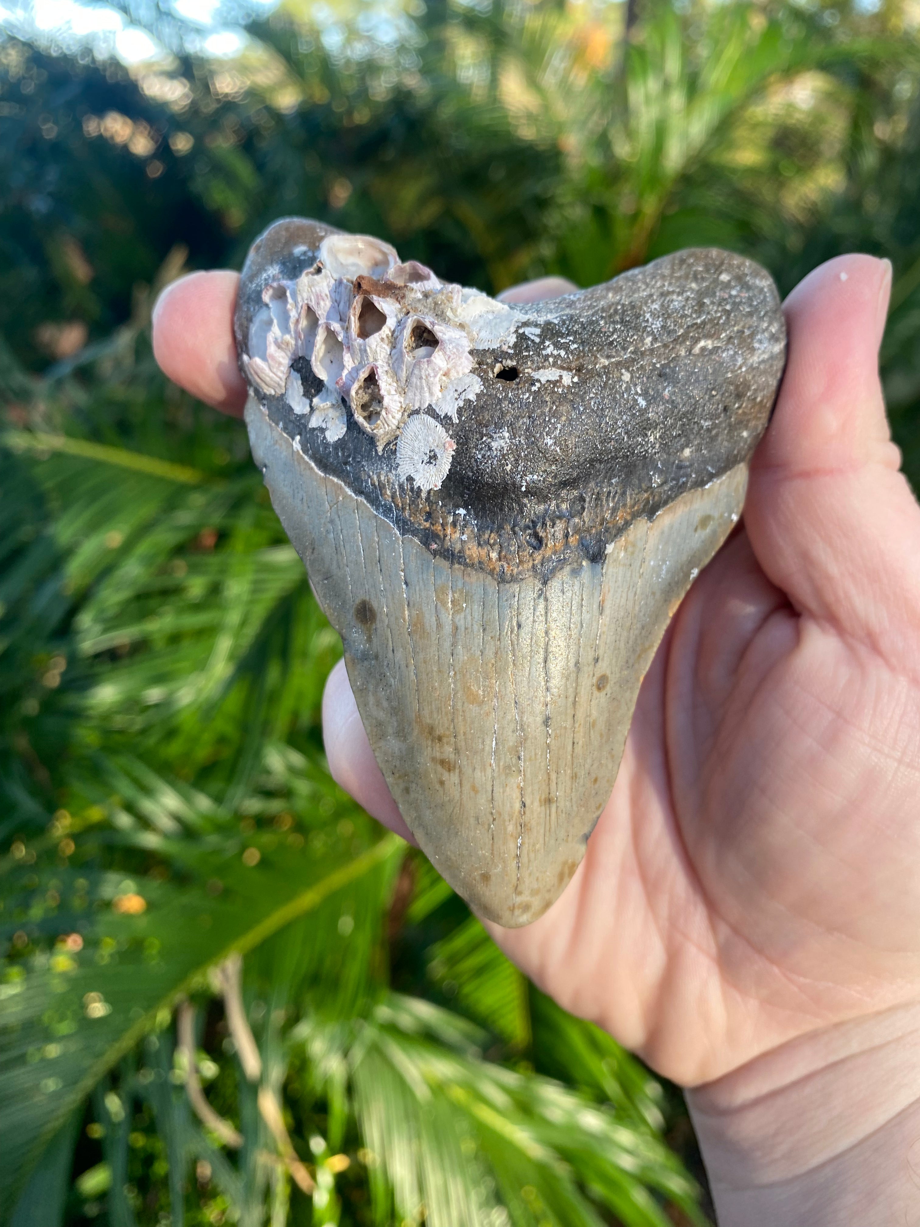 4.12 Inch Prehistoric Megalodon Sharks Tooth Fossil – The Shark Tooth ...