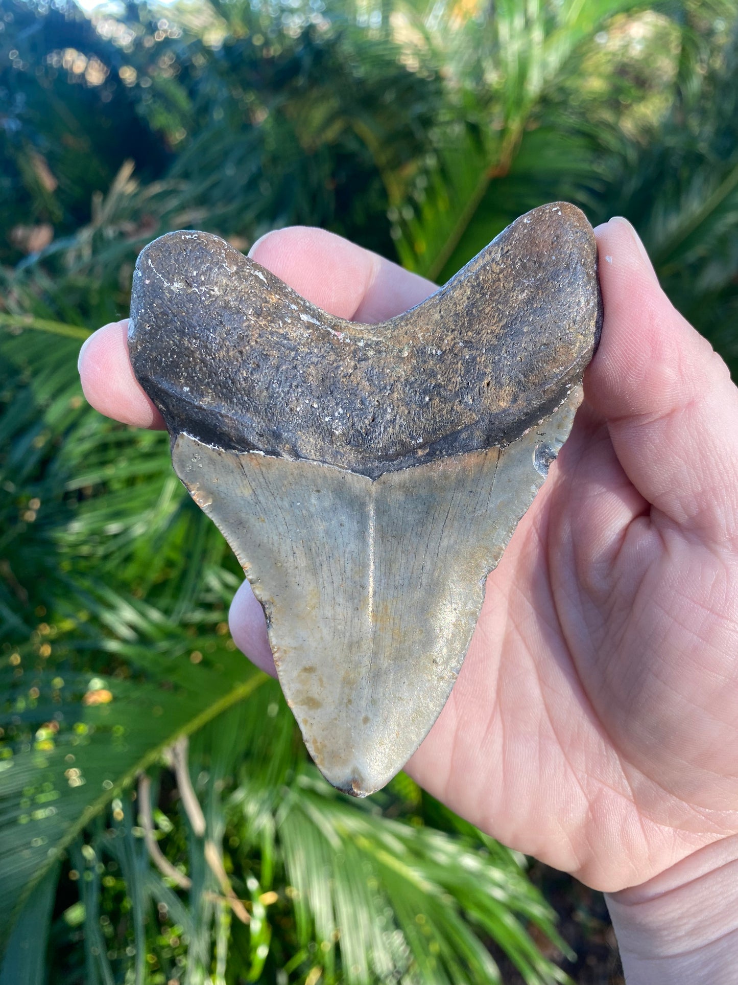 4.12 Inch Prehistoric Megalodon Sharks Tooth Fossil