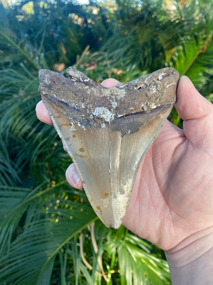 4.87 Inch Prehistoric Megalodon Sharks Tooth Fossil