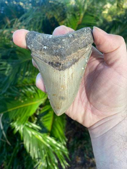 3.90 Inch Prehistoric Megalodon Sharks Tooth Fossil