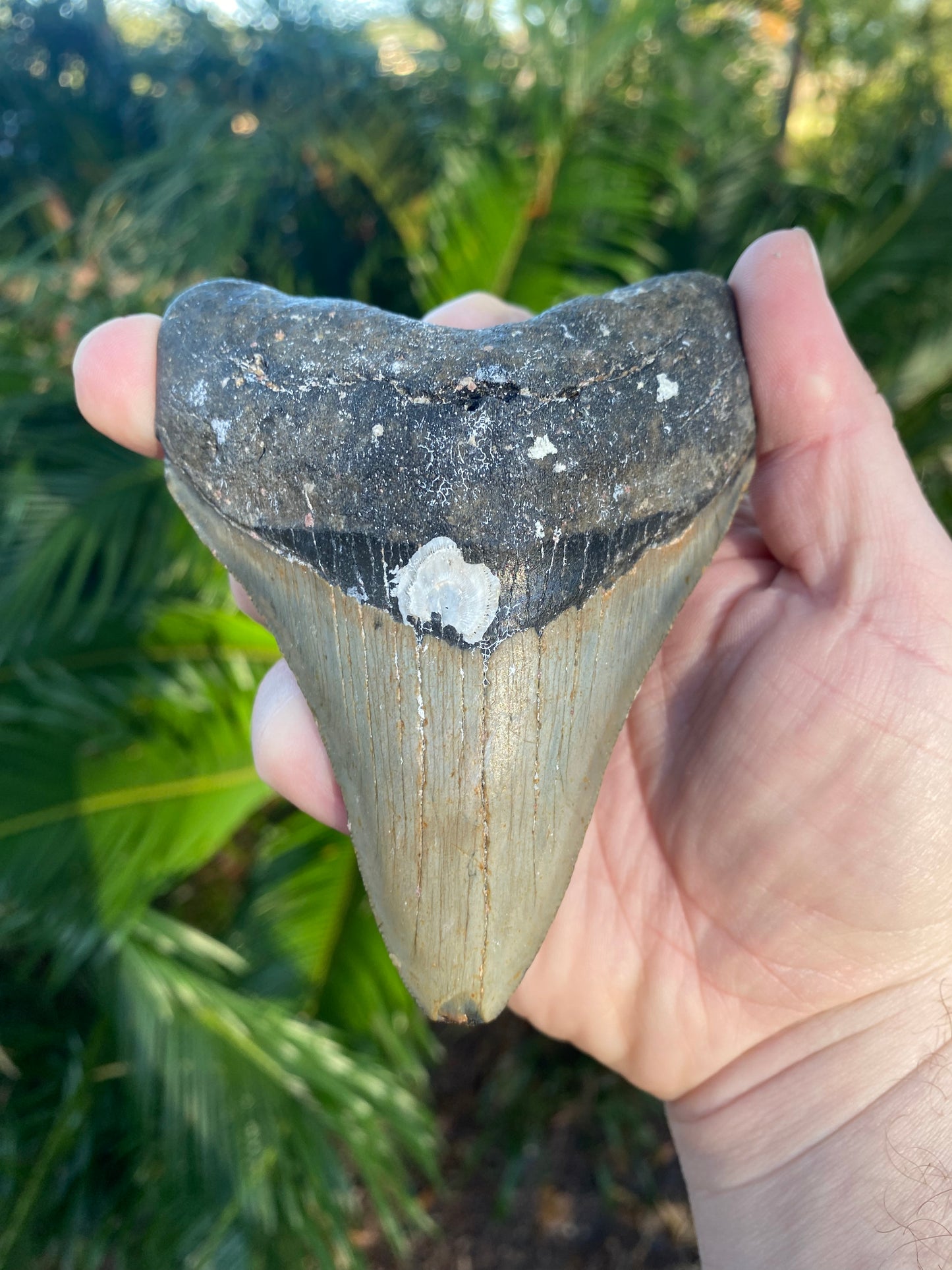 4.44 Inch Prehistoric Megalodon Sharks Tooth Fossil