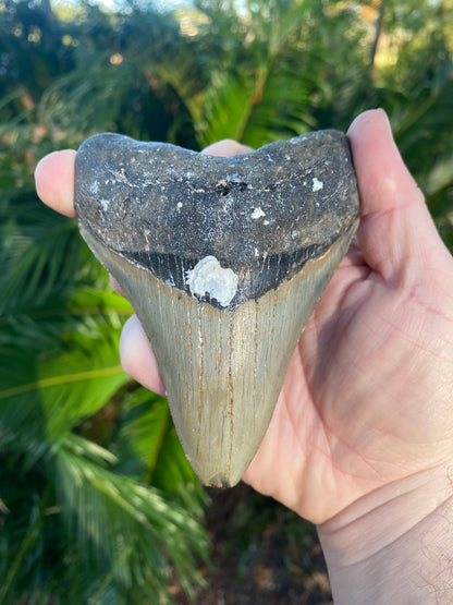 4.44 Inch Prehistoric Megalodon Sharks Tooth Fossil