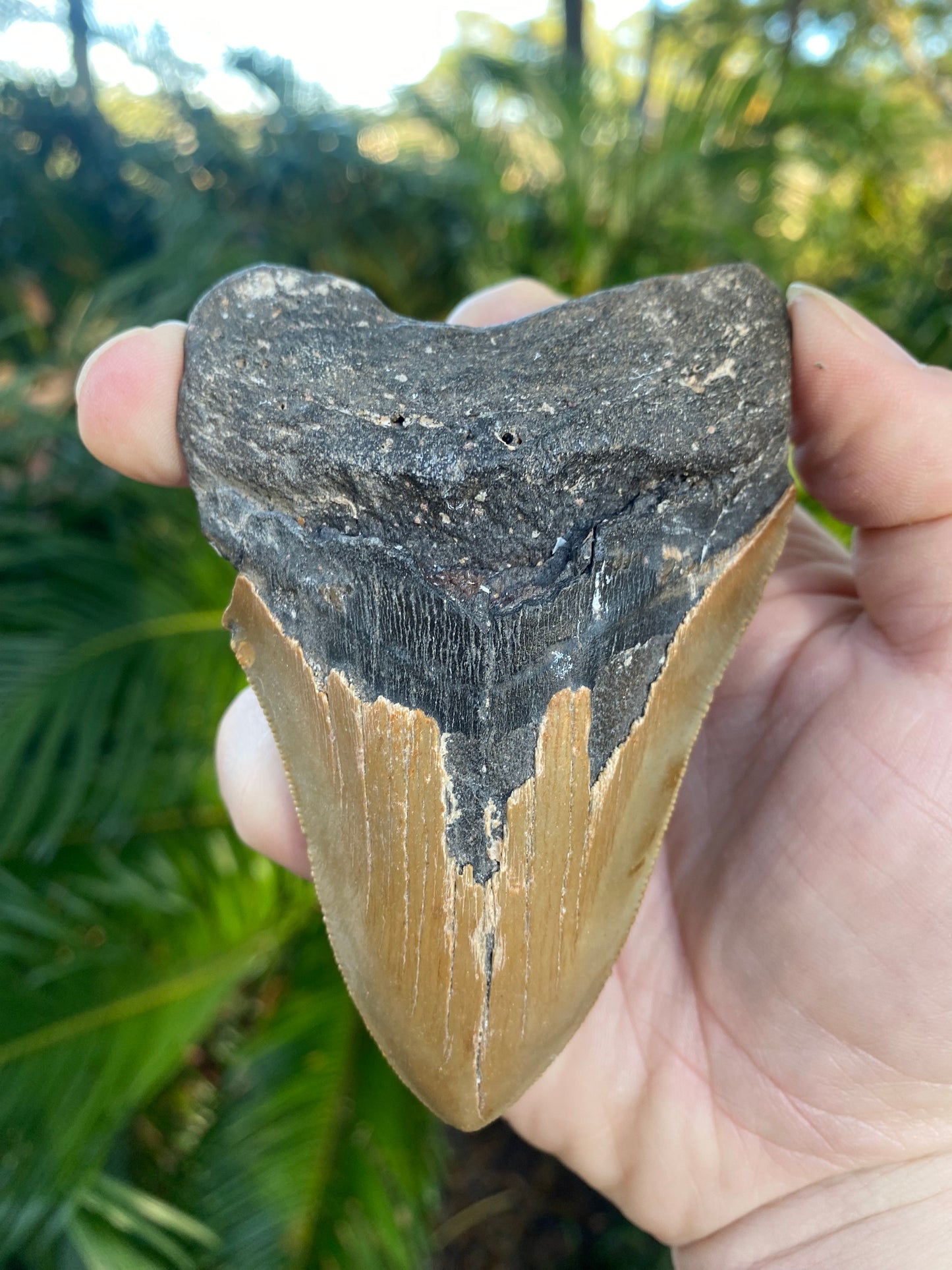 4.14 Inch Prehistoric Megalodon Sharks Tooth Fossil