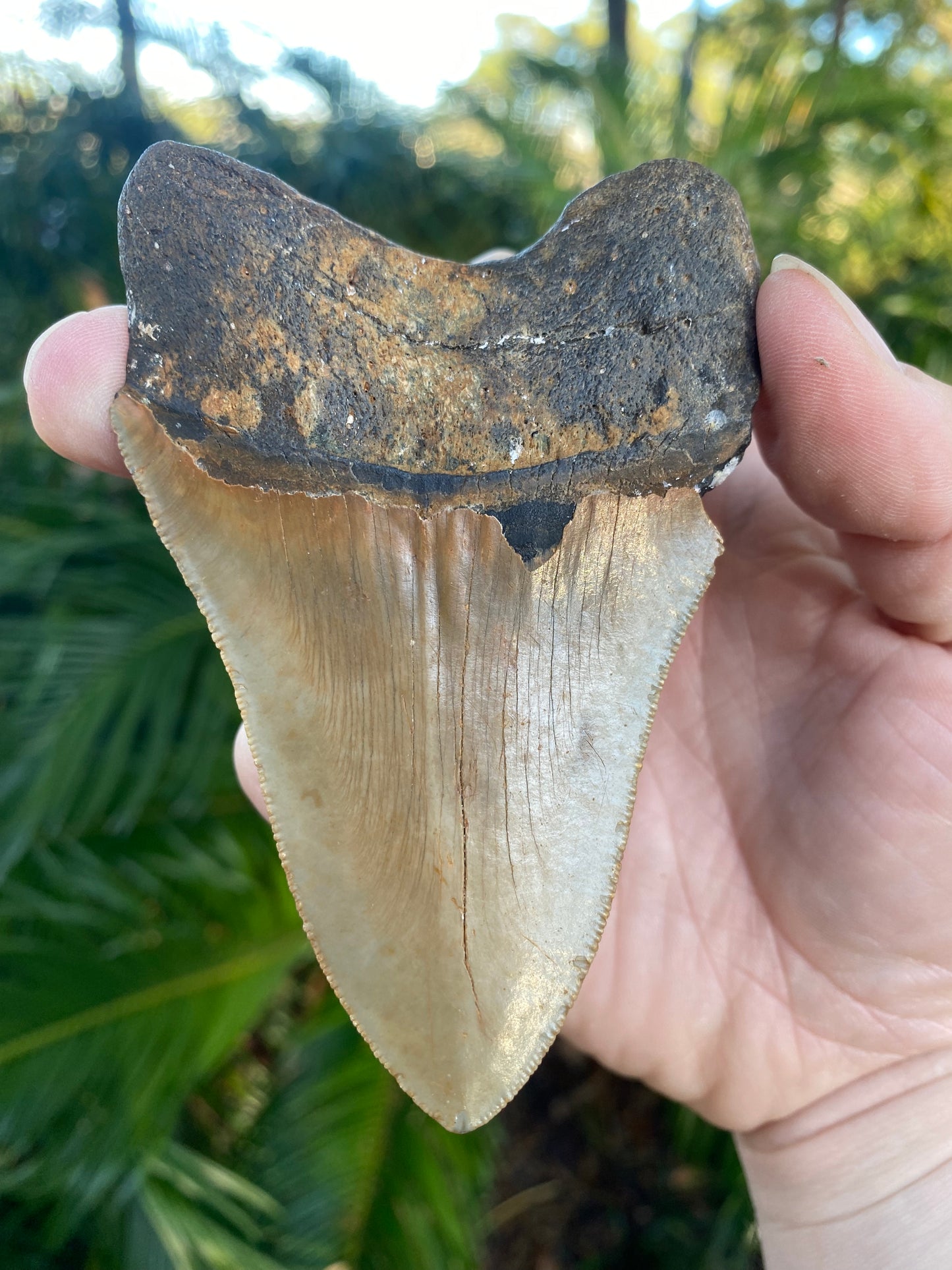 4.14 Inch Prehistoric Megalodon Sharks Tooth Fossil