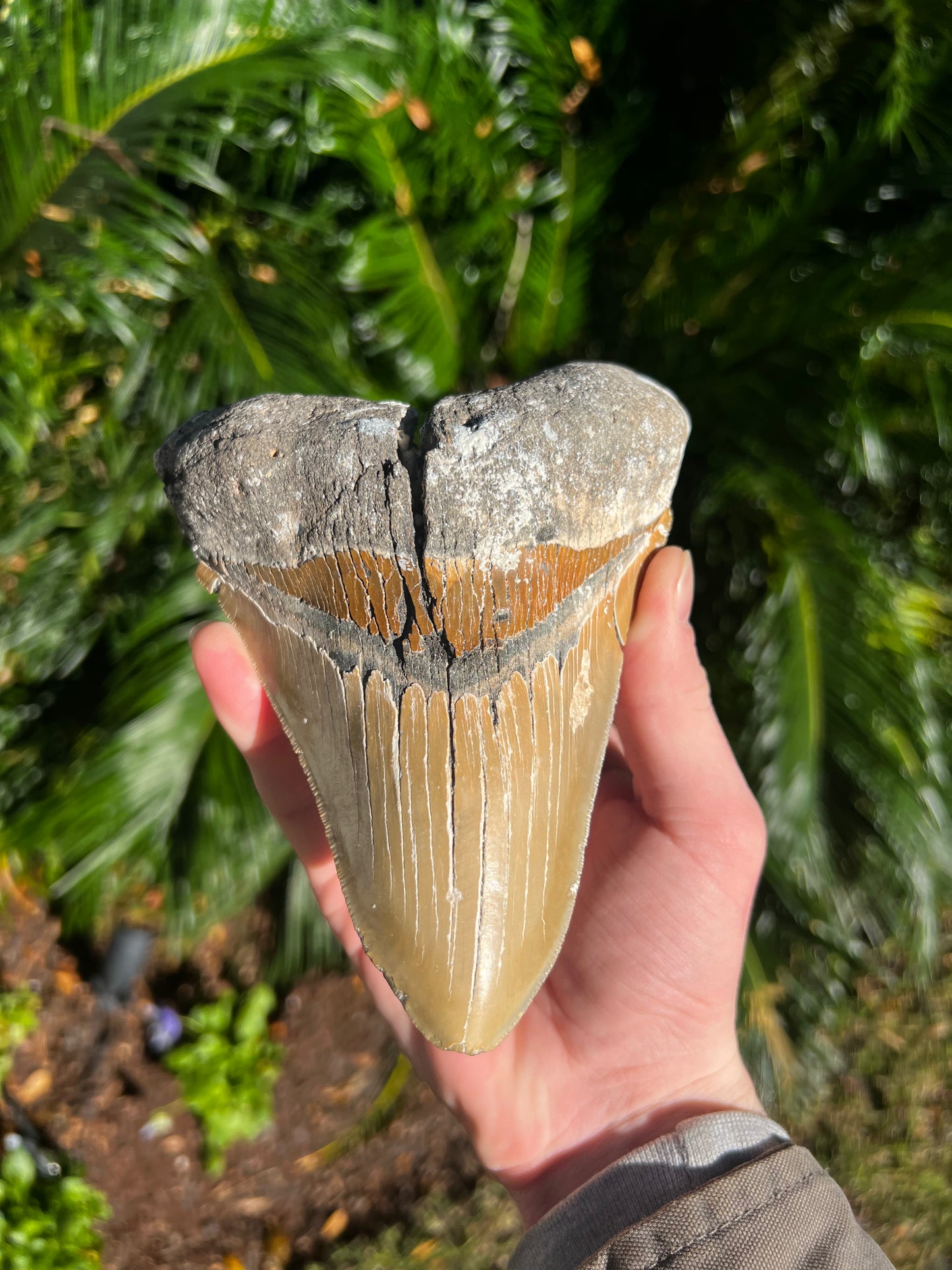 6.288 Inch Megalodon Tooth