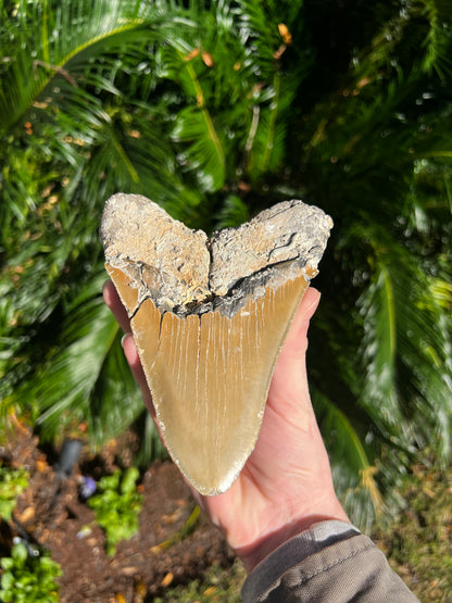 6.288 Inch Megalodon Tooth