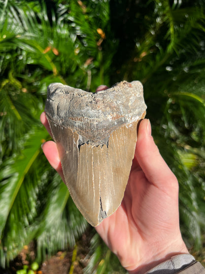 6.019 Inch Megalodon Tooth